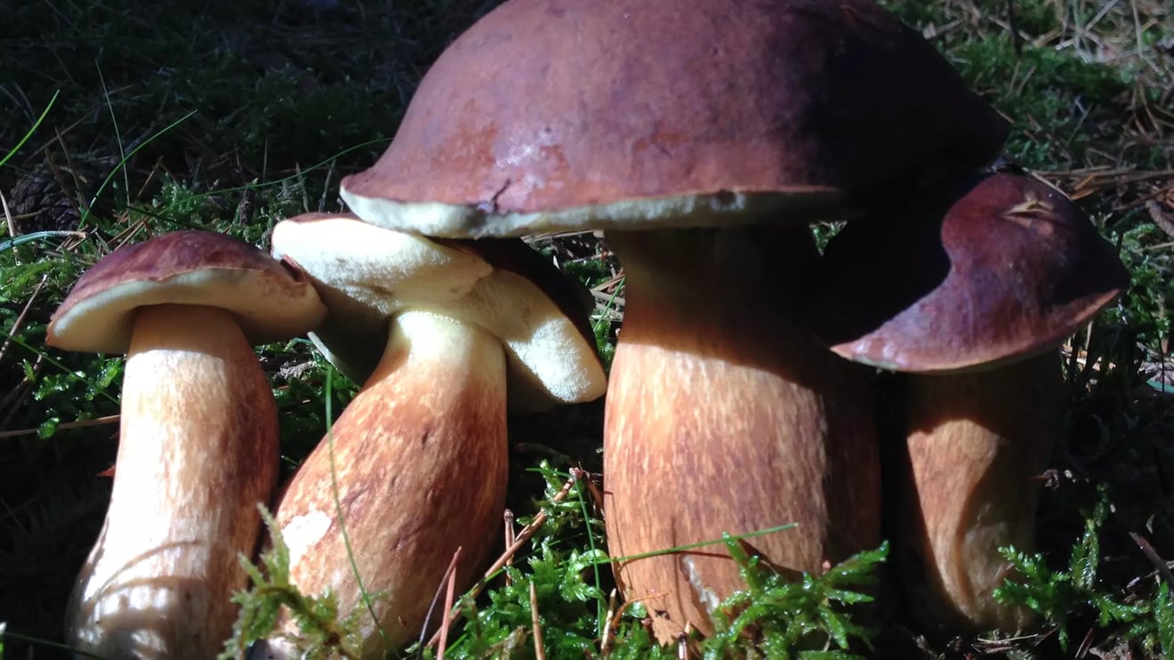Ind i naturen: Familiesvampetur