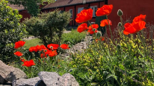 Allinge