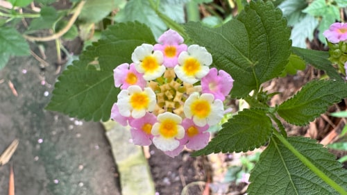 Sommerlunden