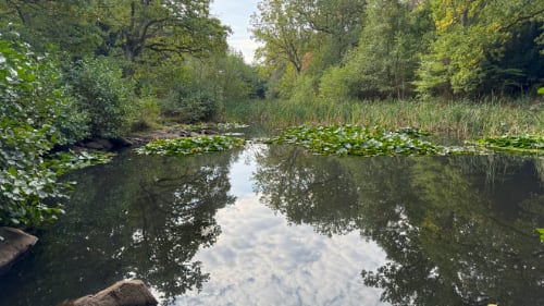 Gråmyr