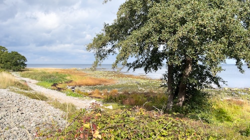 Saltuna