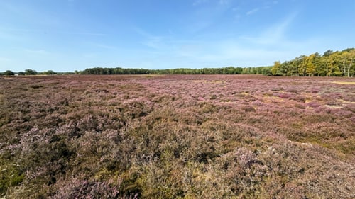 Balka Lyng