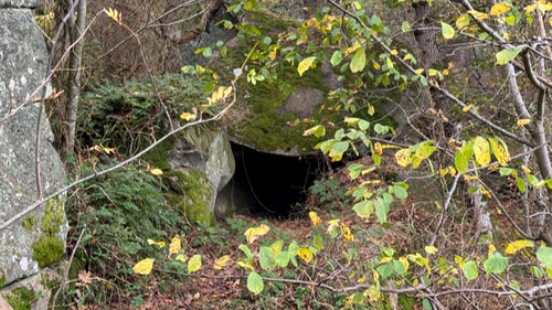 Troldskoven