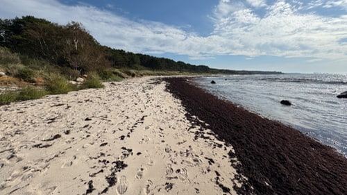 Hasle strand