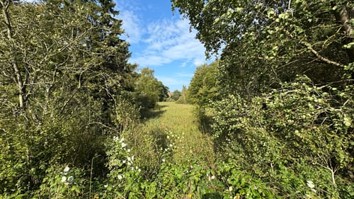 Borgedalssøen