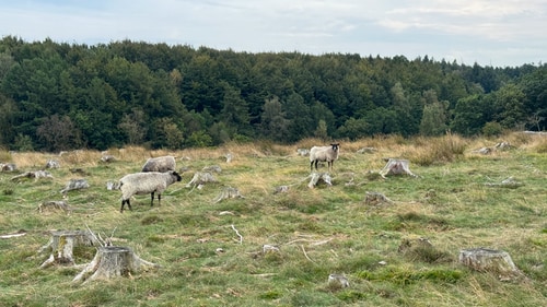 Borgehoved