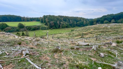 Rø Plantage - Borgehoved