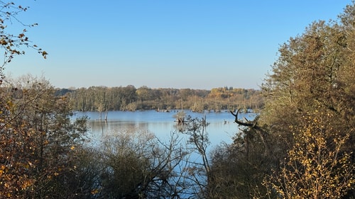 Hundsemyre