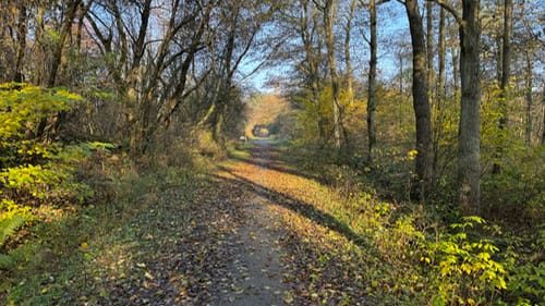 Rutsker Højlyng