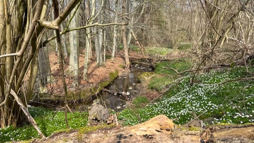 Svartingedalen