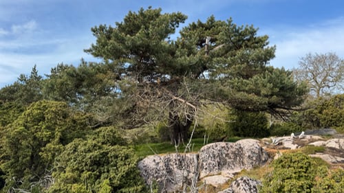 Ravnedalen
