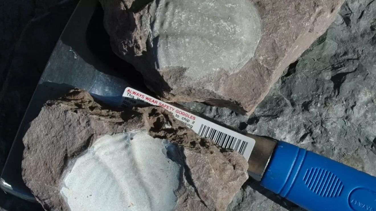 Fossiljagt ved Risebæk