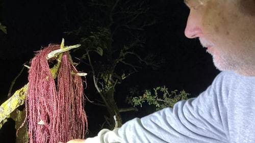 ScienceKlubben: Bats and Moths