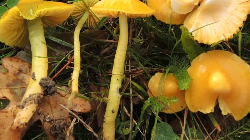 How Can You Tell Waxcaps Apart?
